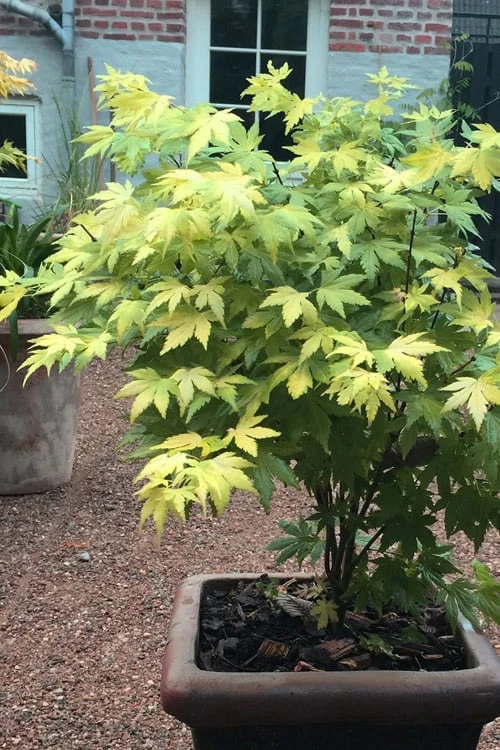 Orange Dream Japanese Maple - 1 Gallon Pot - Image 5