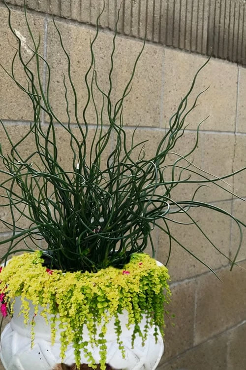 Big Twister Giant Corkscrew Rush (Juncus Effusus) - 1 Gallon Pot - Image 5