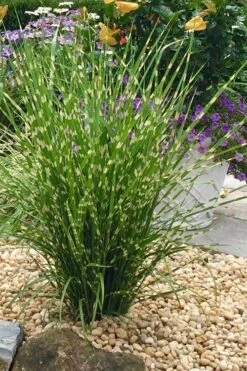 Porcupine Zebra Grass (Miscanthus Sinensis 'Strictus') - 3 Gallon Pot