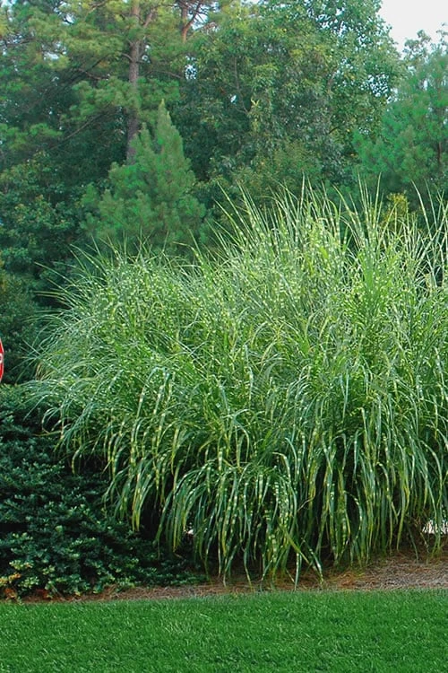 Zebra Grass - Miscanthus Sinensis 'Zebrinus' - 1 Gallon Pot - Image 5