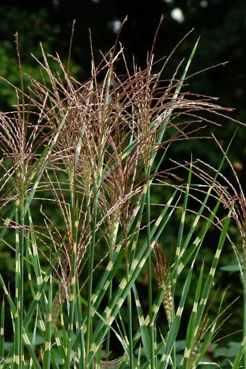 Zebra Grass - Miscanthus Sinensis 'Zebrinus' - 1 Gallon Pot - Image 6