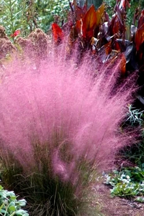Pink Muhly Grass (Cotton Candy Grass) - 1 Gallon Pot (On Sale) - Image 11