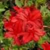 Augies Red Aromi Azalea (Rhododendron Hybrid) - 3 Gallon Pot
