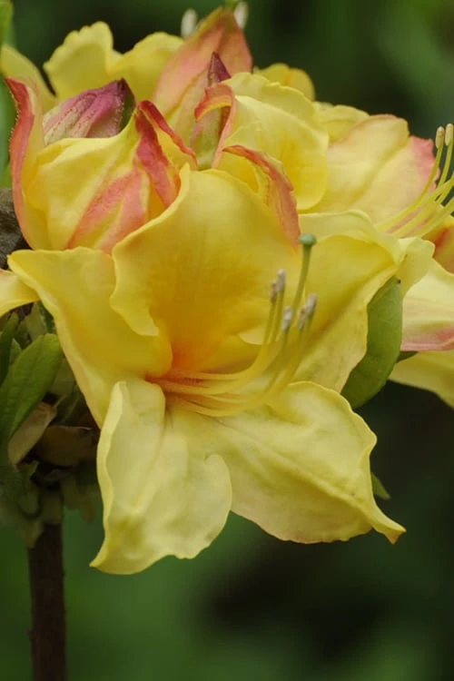 Canary Isles Aromi Azalea (Rhododendron Hybrid) - 3 Gallon Pot - Image 4