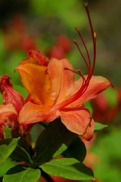 Flame Azalea (Rhododendron Calendulaceum) - 3 Gallon Pot - Image 7