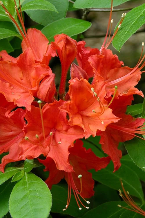 Flame Azalea (Rhododendron Calendulaceum) - 3 Gallon Pot - Image 6