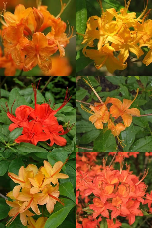Flame Azalea (Rhododendron Calendulaceum) - 3 Gallon Pot - Image 4