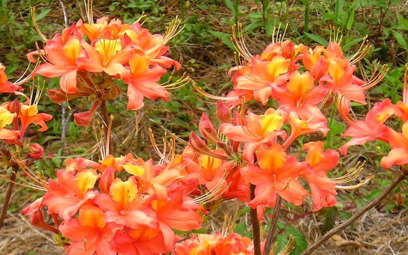 King's Trumpeter Aromi Azalea (Rhododendron Hybrid) - 3 Gallon Pot - Image 4