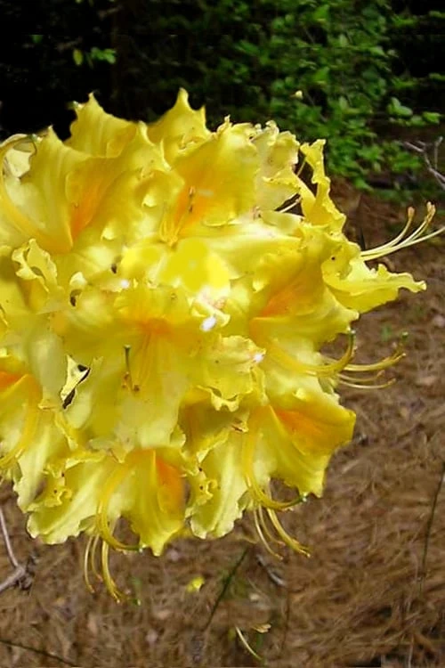 Lemonade Aromi Azalea (Rhododendron Hybrid) - 1 Gallon Pot
