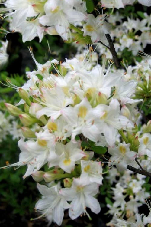 Pete McNees White Native Azalea - Rhododendron Albamanense - 3 Gallon Pot - Image 4