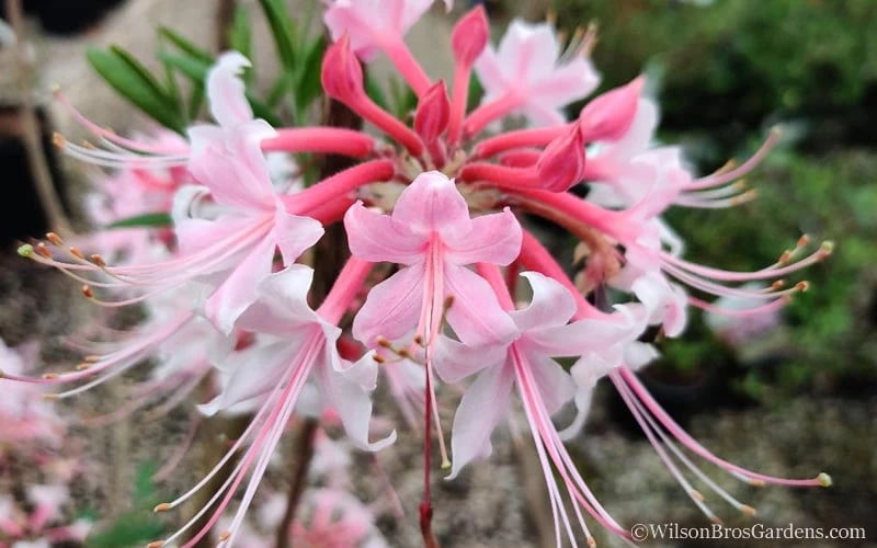 Varnadoes Phlox Pink Native Azalea - Rhododendron Canescens - 1 Gallon Pot - Image 11