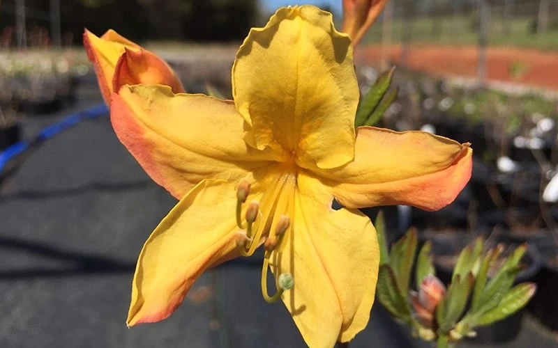 Spring Fanfare Aromi Azalea (Rhododendron Hybrid) - 3 Gallon Pot - Image 4