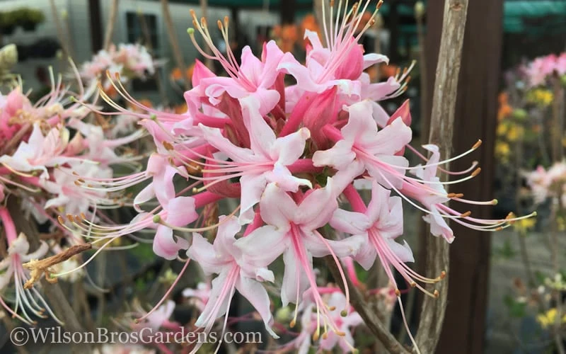 Varnadoes Phlox Pink Native Azalea - Rhododendron Canescens - 1 Gallon Pot - Image 7