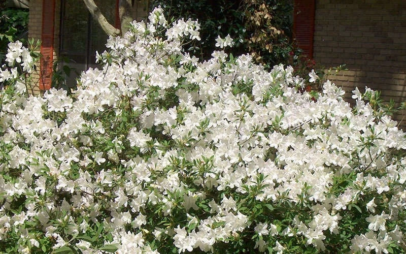 Mrs. G.G. Gerbing White Southern Indica Azalea - 7 Gallon Pot - Image 5