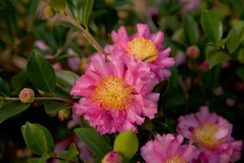 October Magic Carpet Dwarf Camellia - 3 Gallon Pot - Image 4
