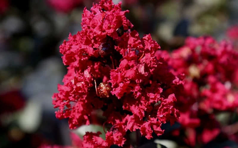 Double Feature Red Crape Myrtle - 3 Gallon Pot - Image 7