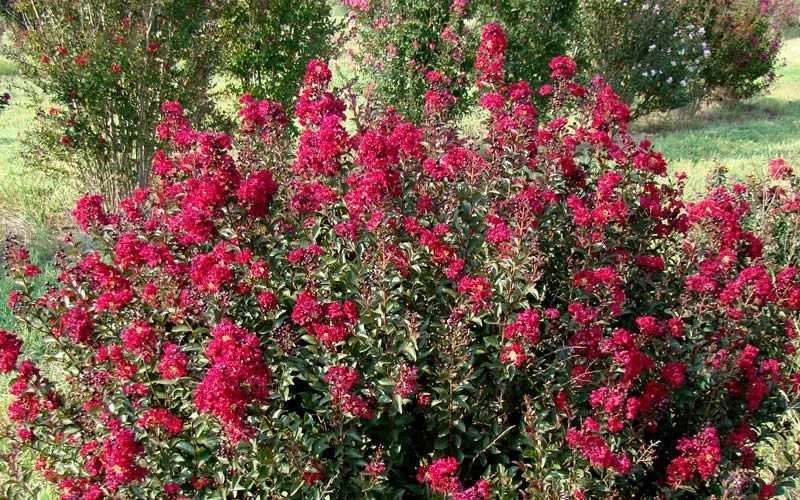 Double Feature Red Crape Myrtle - 3 Gallon Pot - Image 6