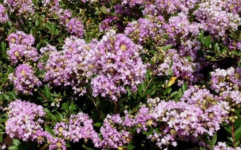 Early Bird Lavender Crape Myrtle - 3 Gallon Pot - Image 4