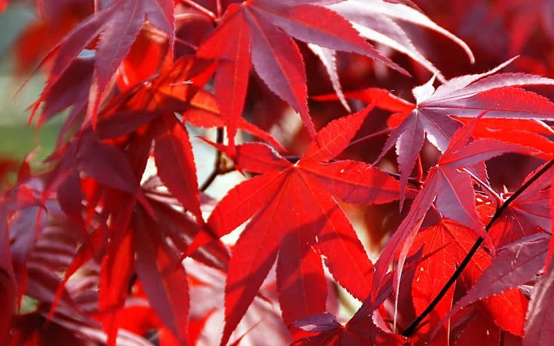 Fireglow Red Leaf Japanese Maple - 5 Gallon Pot (4.5-5.5') - Image 7