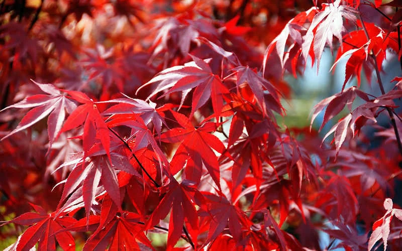 Fireglow Red Leaf Japanese Maple - 5 Gallon Pot (4.5-5.5') - Image 8