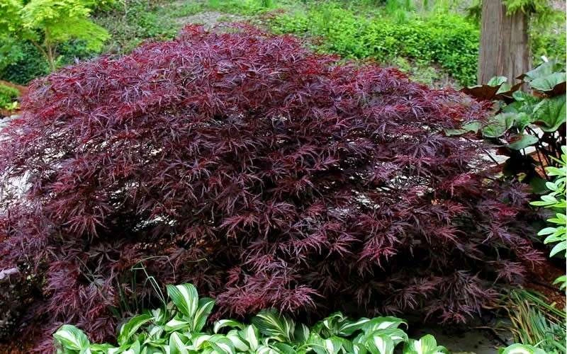 Red Dragon Dwarf Japanese Maple - 2 Gallon Pot - Image 8