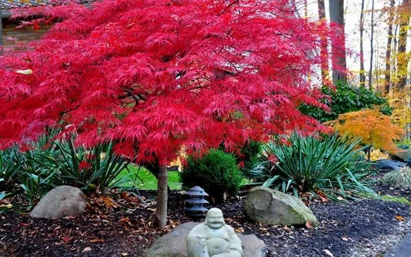 Red Dragon Dwarf Japanese Maple - 2 Gallon Pot - Image 5