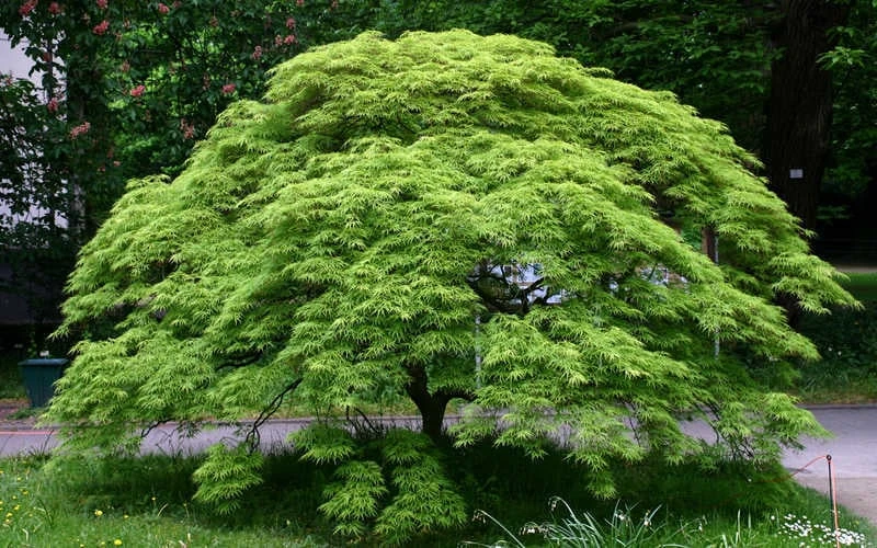 Viridis Dwarf Green Japanese Maple - 5 Gallon Pot - Image 6