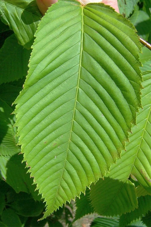 Hornbeam Maple (Acer Carpinifolium) - 3 Gallon Pot - Image 4