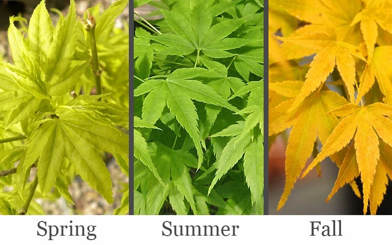 Aoyagi Japanese Maple (Ukon) - 5 Gallon Pot - Image 4