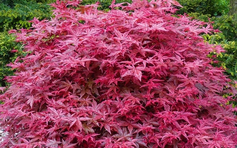 'Beni Maiko' Red Dancing Girl Japanese Maple - 2 Gallon Pot - Image 5