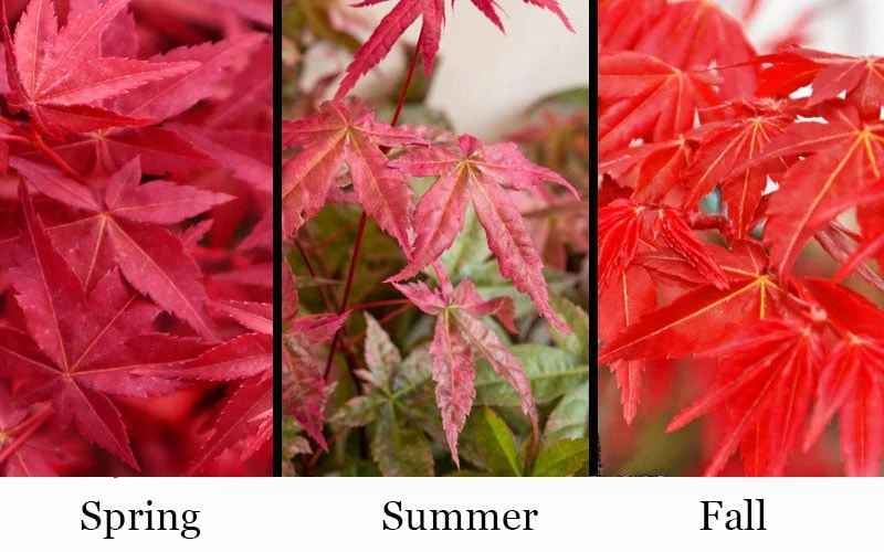 'Beni Maiko' Red Dancing Girl Japanese Maple - 1 Gallon Pot - Image 4