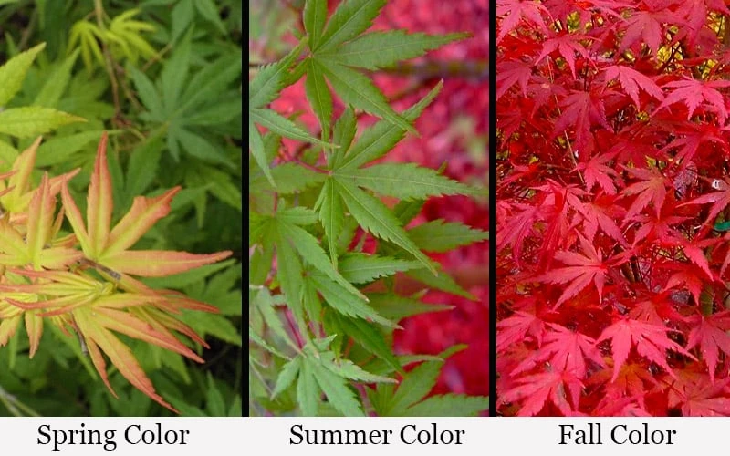 Glowing Embers Japanese Maple - 3 Gallon Pot - Image 4