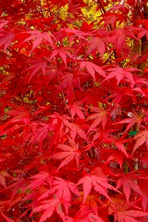 Glowing Embers Japanese Maple - 3 Gallon Pot - Image 8
