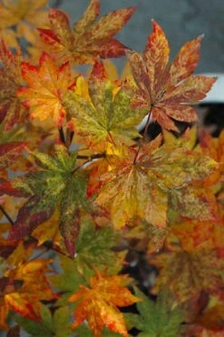 Kumoi Nishiki Japanese Full Moon Maple - 3 Gallon Pot