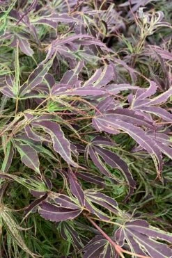 Manyo No Sato Purple Leaf Japanese Maple - 5 Gallon Pot