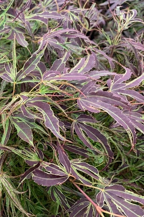 Manyo No Sato Purple Leaf Japanese Maple - 3 Gallon Pot (3-4')