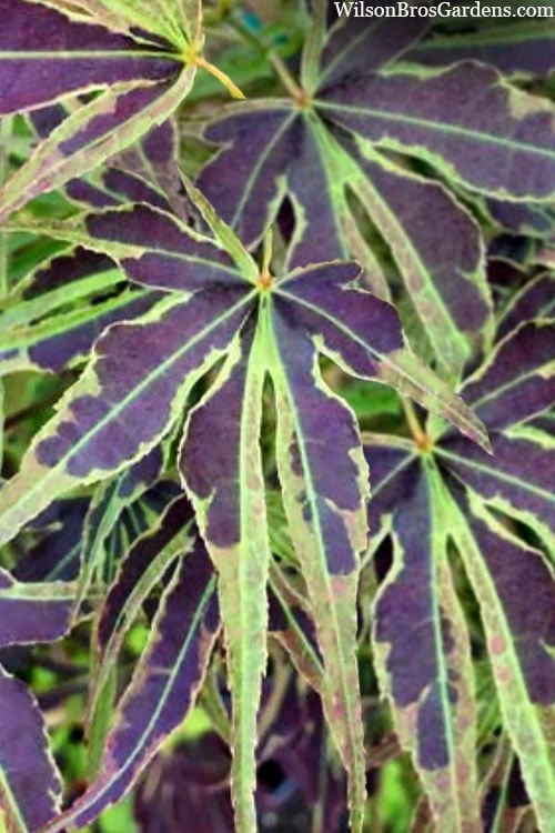 Manyo No Sato Purple Leaf Japanese Maple - 5 Gallon Pot - Image 5