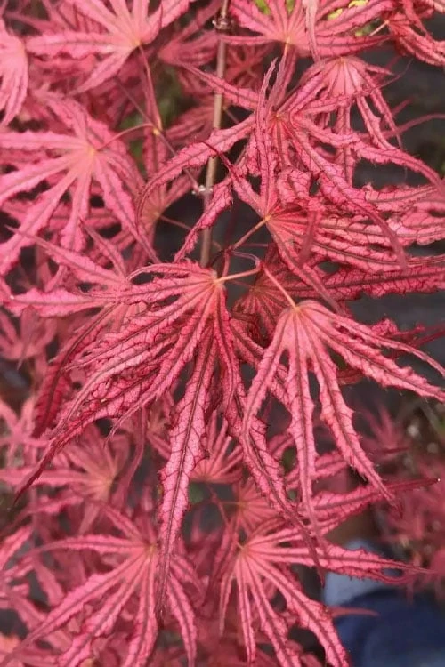 Crescent Moon Japanese Maple (Acer Palmatum 'Mikazuki') - 2 Gallon Pot - Image 8