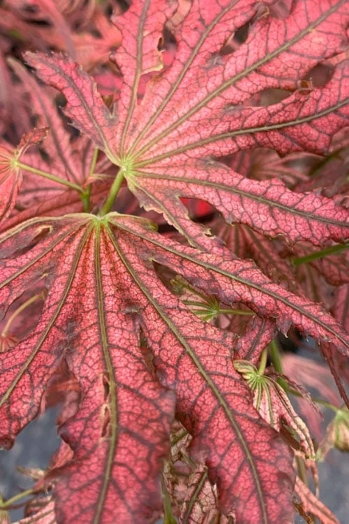 Crescent Moon Japanese Maple (Acer Palmatum 'Mikazuki') - 2 Gallon Pot - Image 6