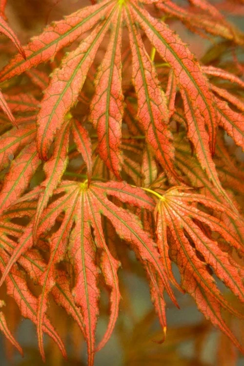 Crescent Moon Japanese Maple (Acer Palmatum 'Mikazuki') - 2 Gallon Pot - Image 7