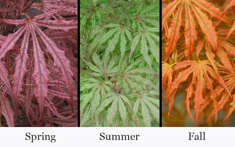 Crescent Moon Japanese Maple (Acer Palmatum 'Mikazuki') - 1 Gallon Pot - Image 4