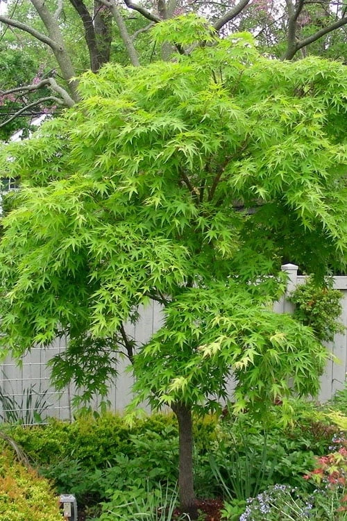 Pine Bark Japanese Maple (Acer Palmatum 'Nishiki Gawa) - 1 Gallon Pot - Image 6