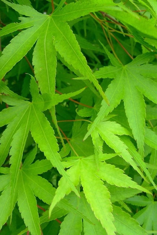 Pine Bark Japanese Maple (Acer Palmatum 'Nishiki Gawa) - 1 Gallon Pot - Image 8