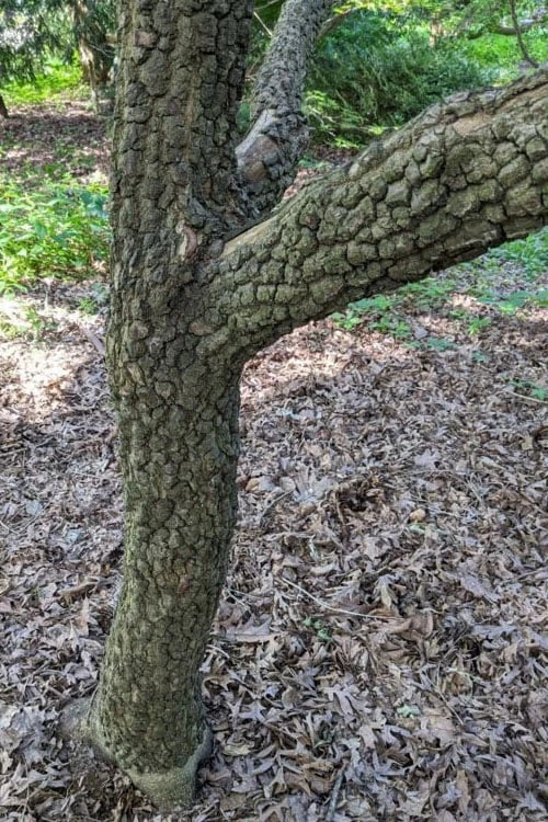 Pine Bark Japanese Maple (Acer Palmatum 'Nishiki Gawa) - 1 Gallon Pot - Image 5