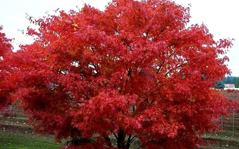 Pine Bark Japanese Maple (Acer Palmatum 'Nishiki Gawa) - 1 Gallon Pot - Image 7
