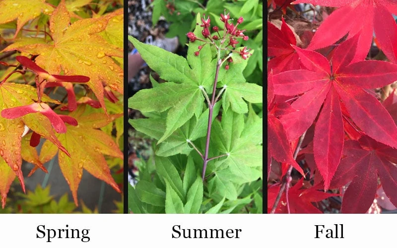 Omato Japanese Maple - 2 Gallon Pot - Image 4