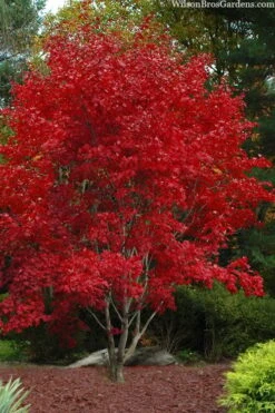 Omato Japanese Maple - 2 Gallon Pot