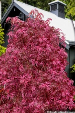 Pink Ballerina Japanese Maple - 2 Gallon Pot