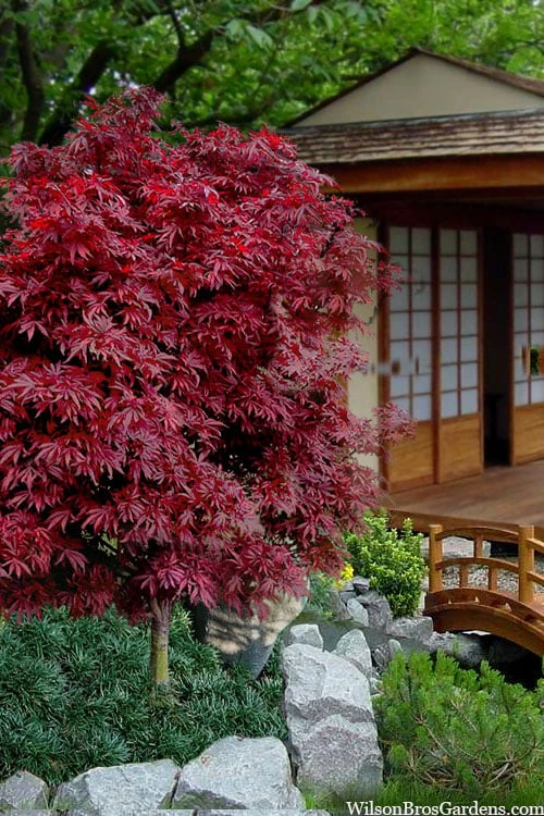 Shaina Dwarf Red Japanese Maple (Single Trunk / Standard) - 2 Gallon Pot