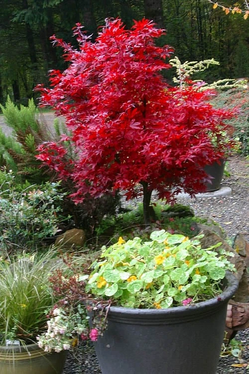 Shaina Dwarf Red Japanese Maple (Single Trunk / Standard) - 3 Gallon Pot - Image 5